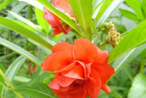 凤仙花烂根怎么办，凤仙花烂根处理方法