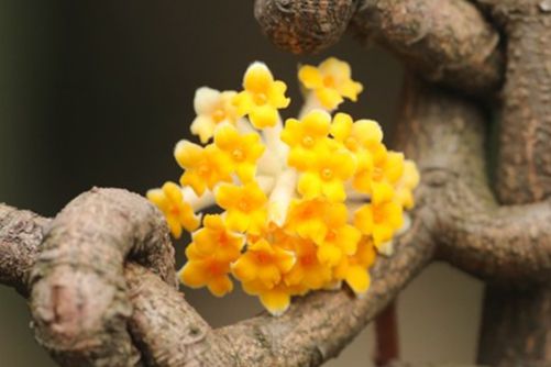 结香花的养殖方法和注意事项,掌握好这些结香花枝繁叶茂