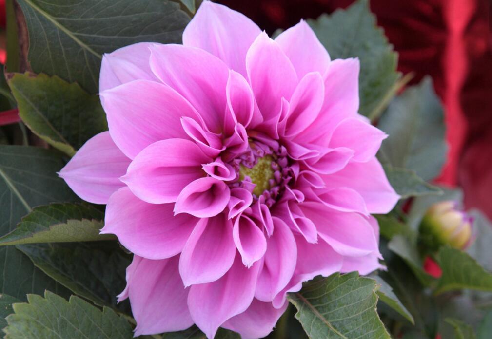 茶花烂根怎么办?用换土新扦插来处理
