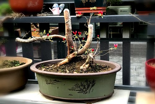 杜鹃花怎么养杜鹃花的养殖方法和注意事项