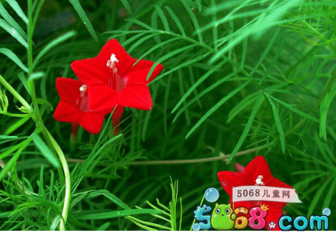 羽叶茑萝养殖方法与栽培管理