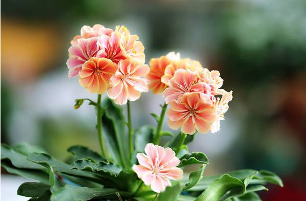 露薇花冬天怎么养殖技巧