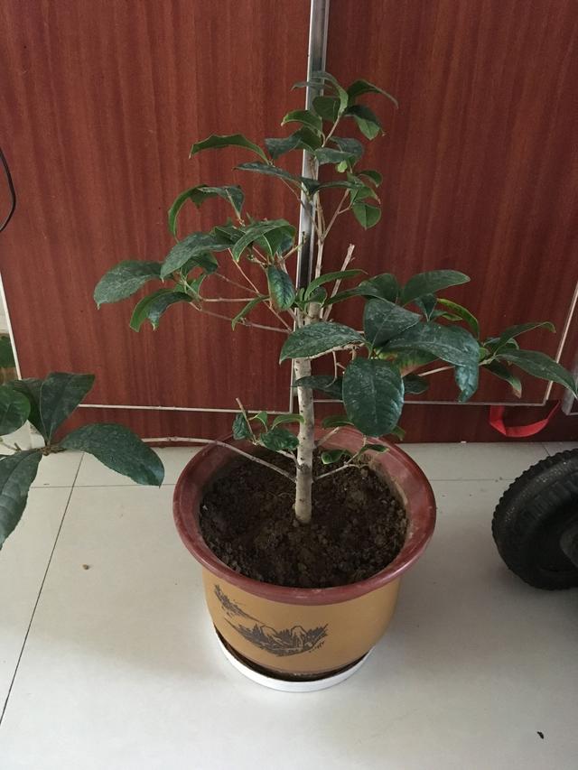 四季桂怎么不开花