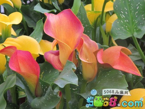 彩色马蹄莲养殖方法和注意事项