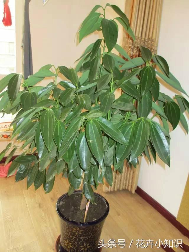 怎么养植平安树