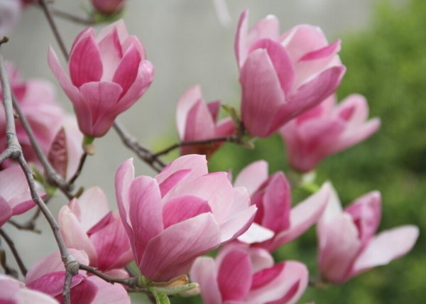 玉兰花养殖方法