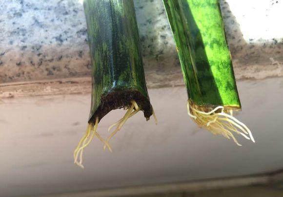 如何繁殖虎皮兰