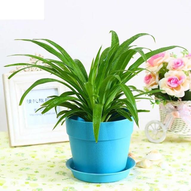 新手园林种植什么花好