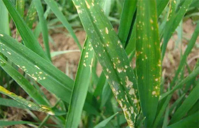 小麦药害原因及补救措施