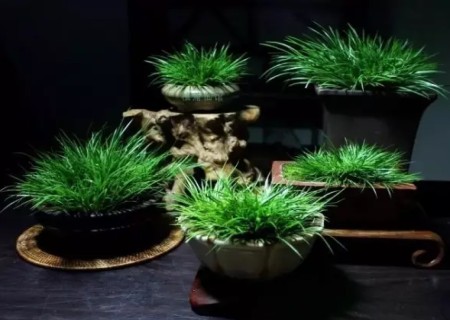种菖蒲用什么土栽——菖蒲养殖土分析