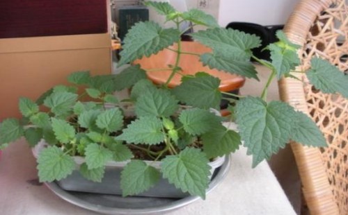 盆栽藿香的种植方法
