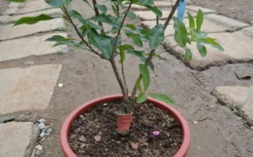 杨梅盆栽种植方法