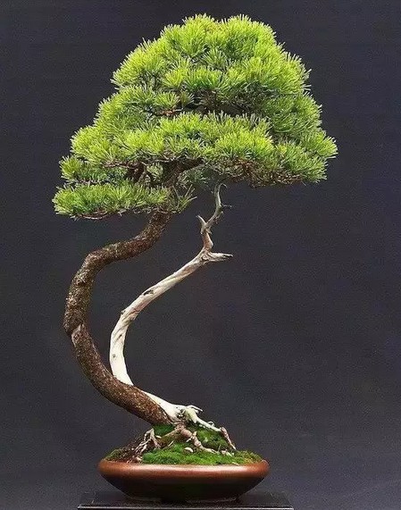 盆景艺术之美