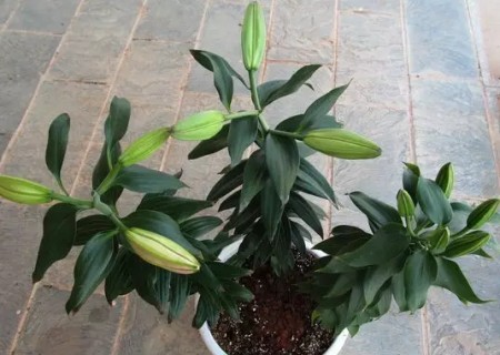 百合种球如何种植-盆栽百合花种球种植方法图解