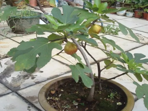盆栽无花果种植技术