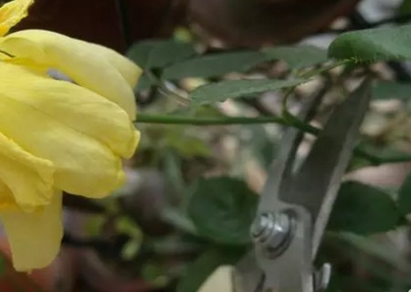 玫瑰花插枝种植技术