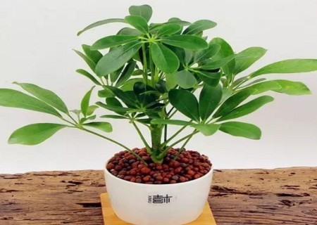 盆栽鸭脚木种植方法
