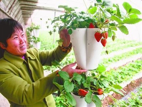 什么是有机草莓？盆栽有机草莓种植技术