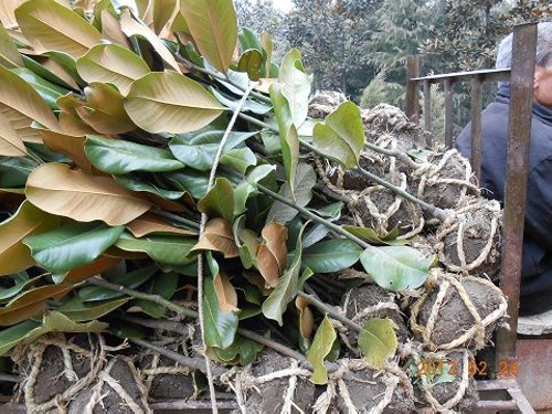广玉兰(荷花玉兰)嫁接技术