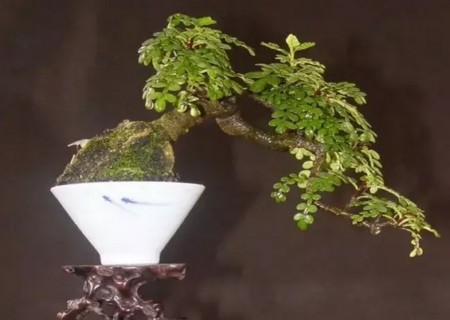 清香木树桩盆景制作方法