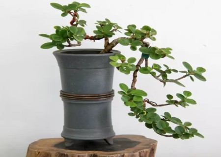 黄杨盆景制作技术