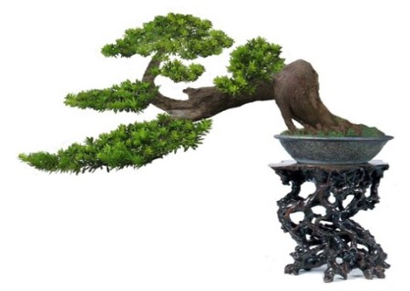 松树之罗汉松盆景制作技术