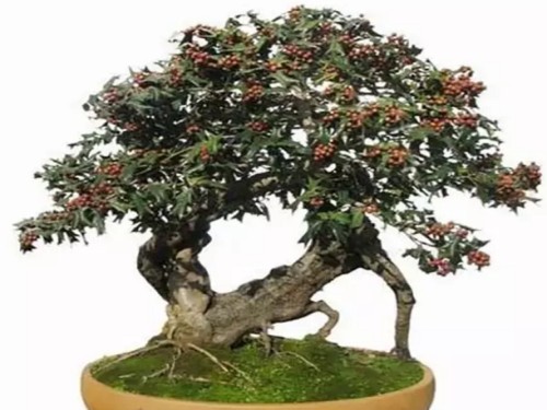 枸骨盆景制作方法