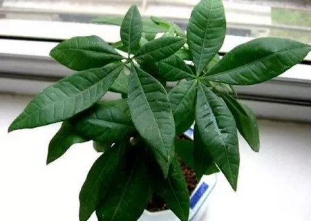 发财树盆景制作方法图解