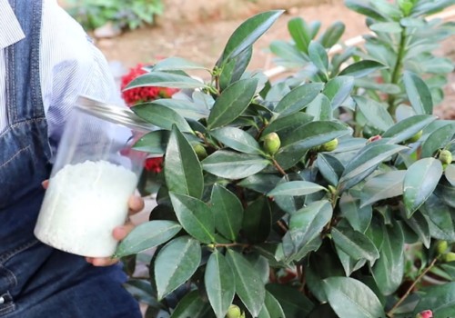 冬季茶花的养殖方法