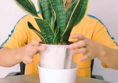 懒人盆虎皮兰怎么养