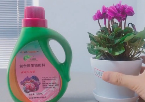 新买的仙客来怎么养