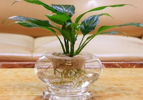水培白掌烂根怎么补救