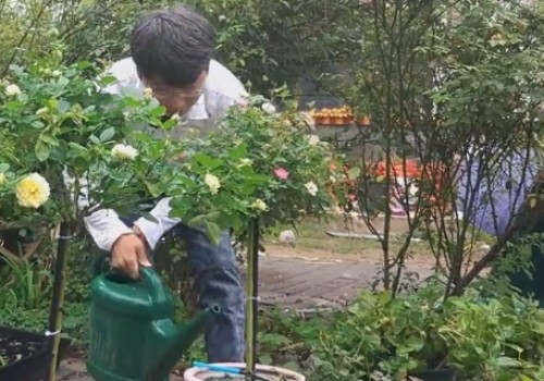 秋天月季怎么养护管理