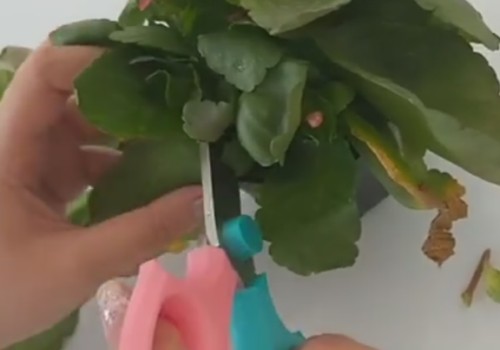 长寿花秋季修剪后如何养护才能二次开花