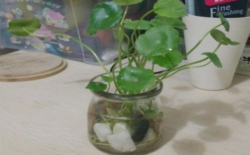 铜钱草怎么剪枝水培