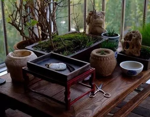 菖蒲盆景的种植及栽培技术