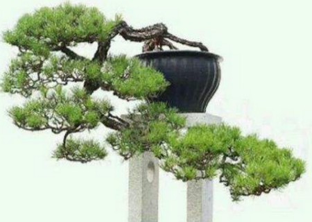 山松盆景的养护管理