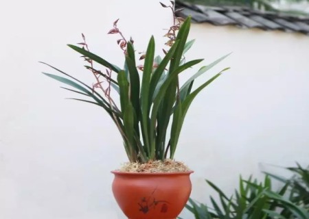 墨兰的家庭养殖方法