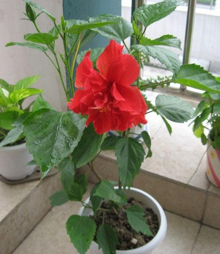 扶桑花的养殖方法和注意事项