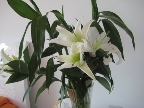 盆栽香水百合怎么养（水养）