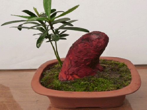 檀香木盆景怎么养