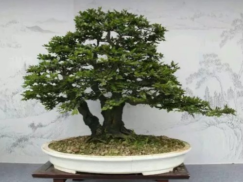 黑骨茶盆景怎么养护