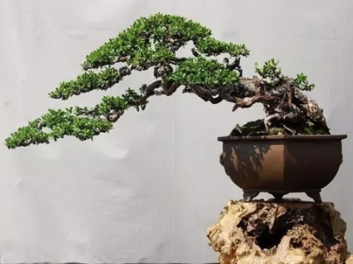 盆景养护技术要点及注意事项
