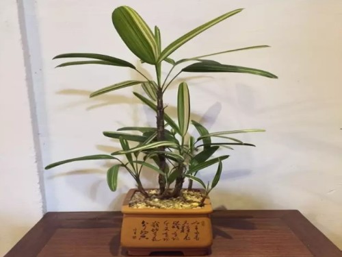 盆景上长小虫怎么办