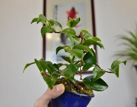 盆栽茶梅的养殖方法和注意事项