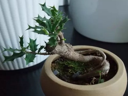 枸骨盆景养护方法