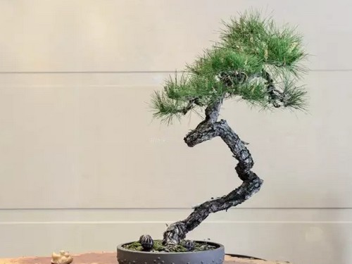 黄山松盆景的取材与培育