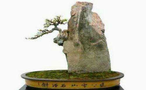 附石盆景如何固定石头