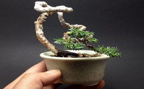 微型树桩盆景的制作方法