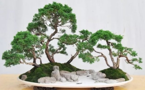 水旱盆景怎么浇水